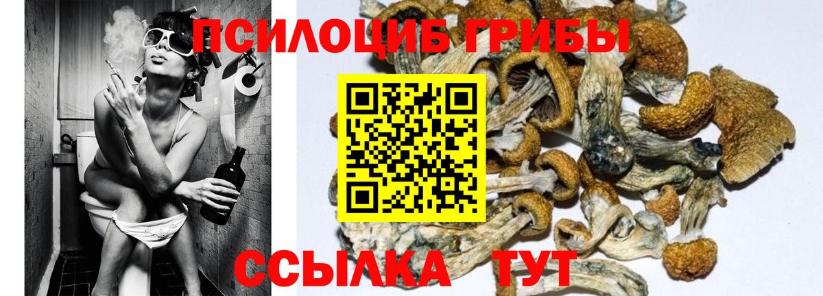 Псилоцибиновые грибы GOLDEN TEACHER  Галлюциногенные грибы Magic Shrooms  Бутурлиновка  Вход с VPN 